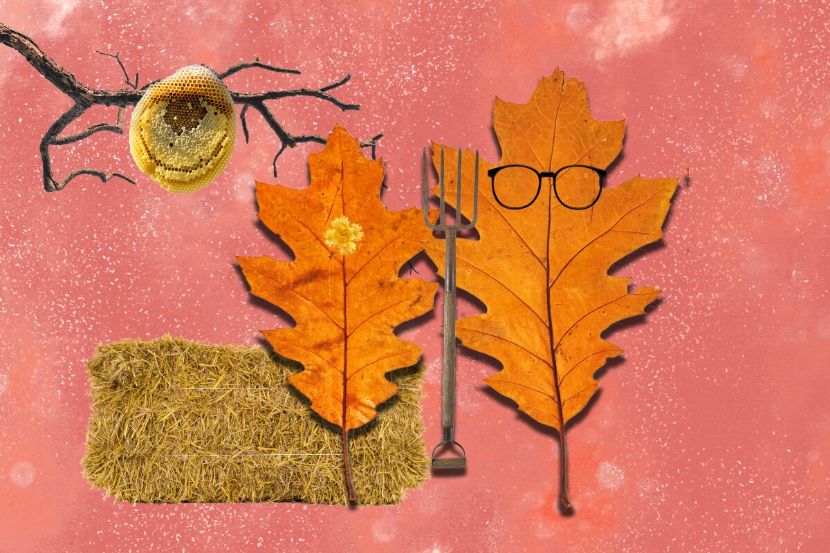 Oak leaves graphic in the style of "American Gothic"
