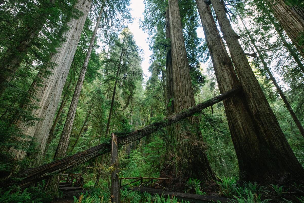 Image of a fallen tree in Jedediah Smith Redwoods State Park.