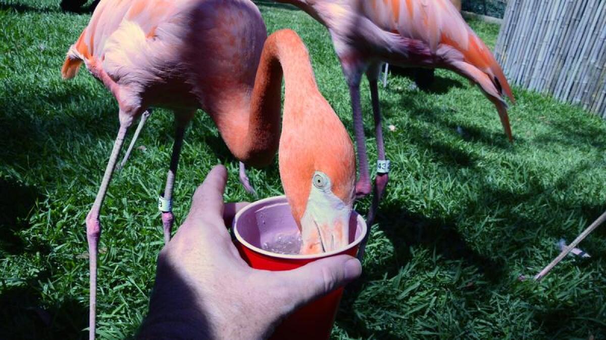 Snacking flamingo, San Diego Zoo.