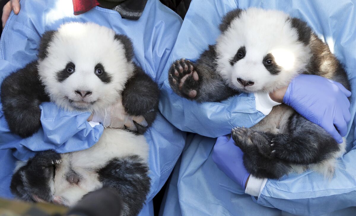 Berlin zoo reveals names, gender of their 2 panda twin cubs - The San Diego  Union-Tribune