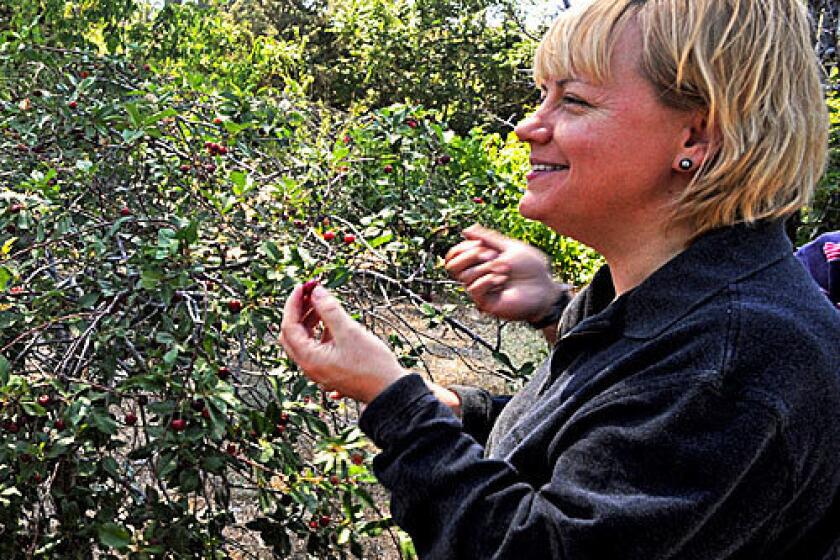 Sherry Yard, pastry chef of Spago, picks a sour cherry at Seid Zekavat's orchard in Lake Hughes