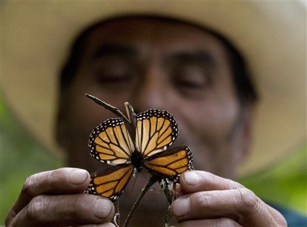 Foto de archivo, 12 de noviembre de 2015, de un guía sosteniendo una mariposa monarca moribunda en la reserva de Piedra Herrada, México. Tormentas han causado daños a los árboles de los bosques donde la mariposa migratoria pasa el invierno, informaron expertos el martes 23 de agosto de 2016.