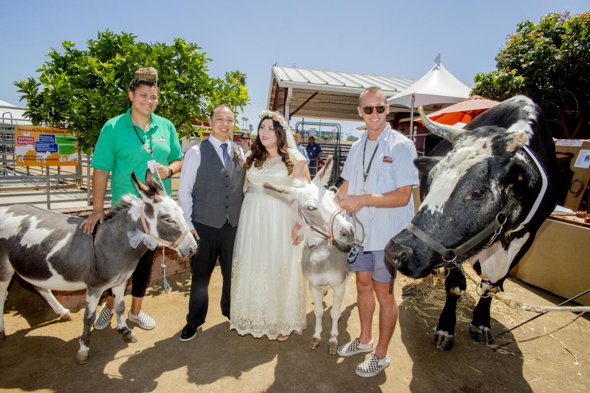 Farm animals including Patches the ox join the happy couple.