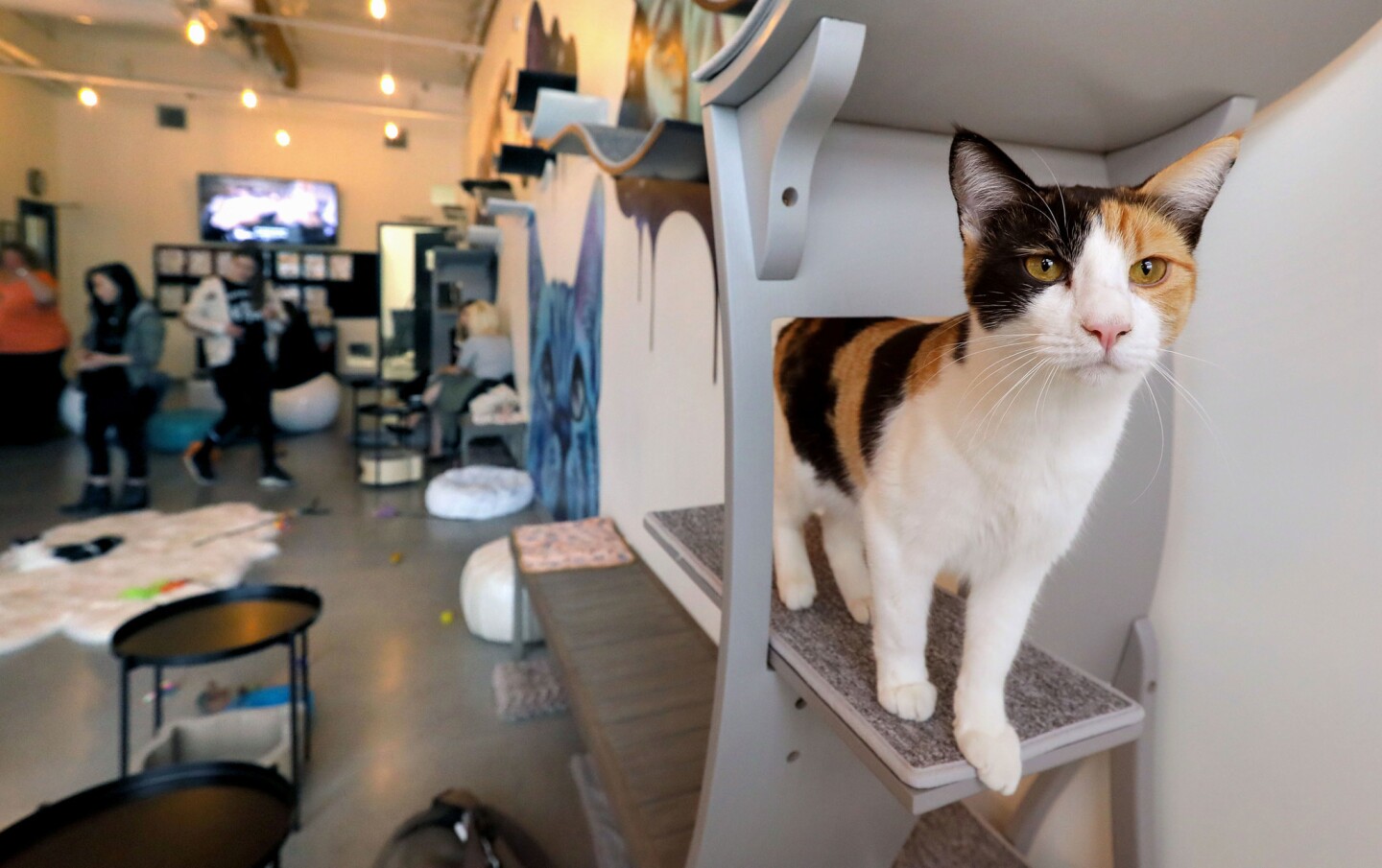 Feline lovers open North County s first cat  cafe  The San 
