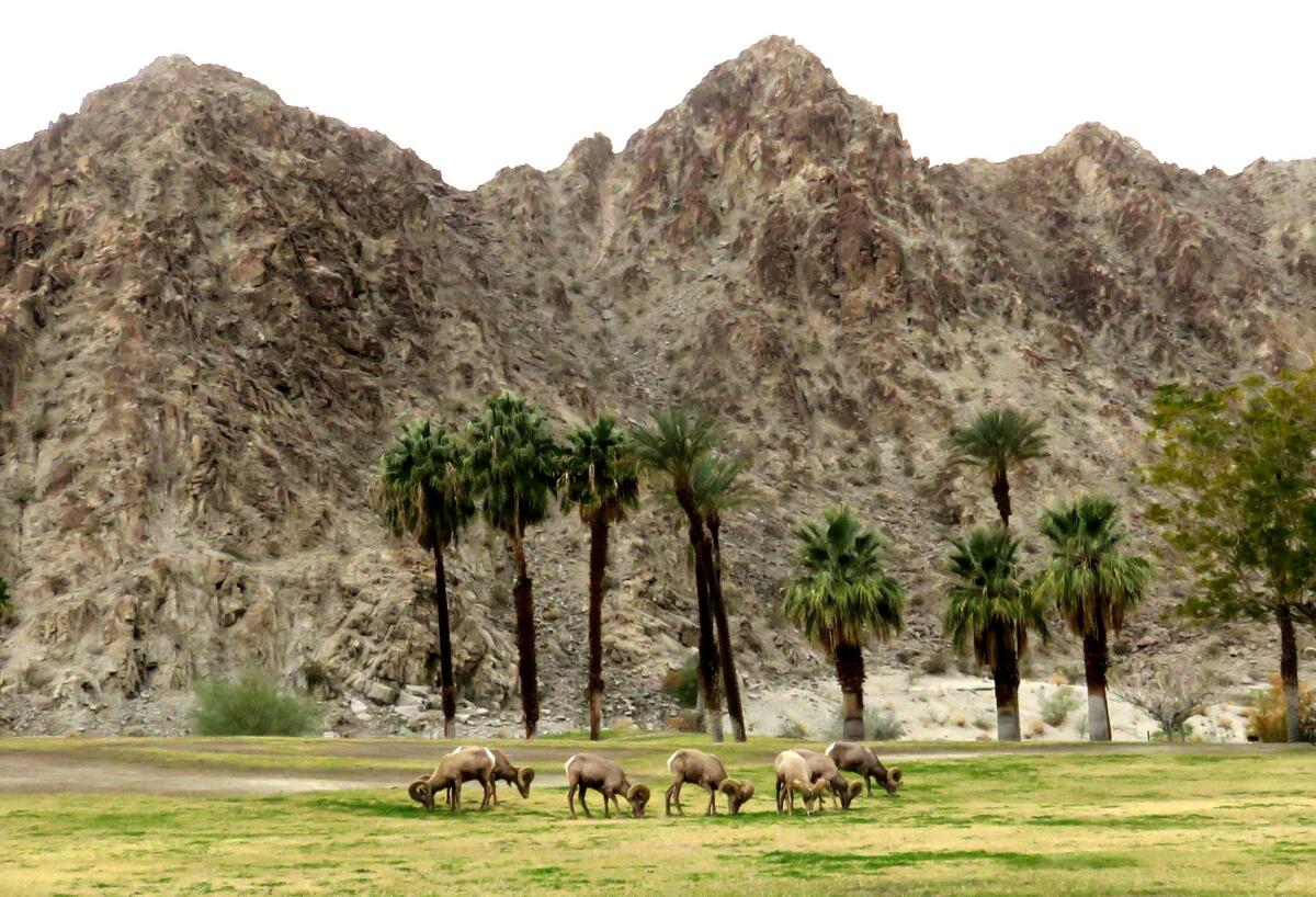 Bighorn sheep at Lake Cahuilla in La Quinta.