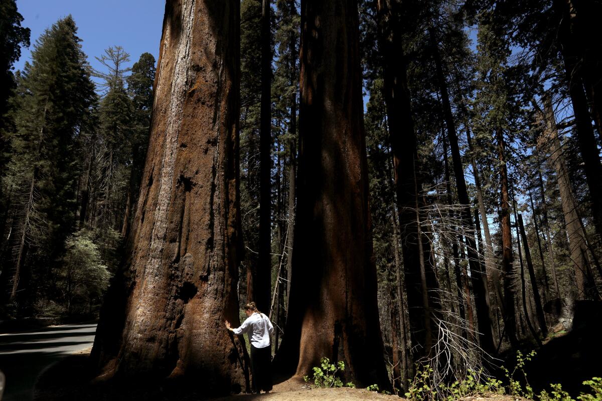 A person stands at the base of a large tree. 