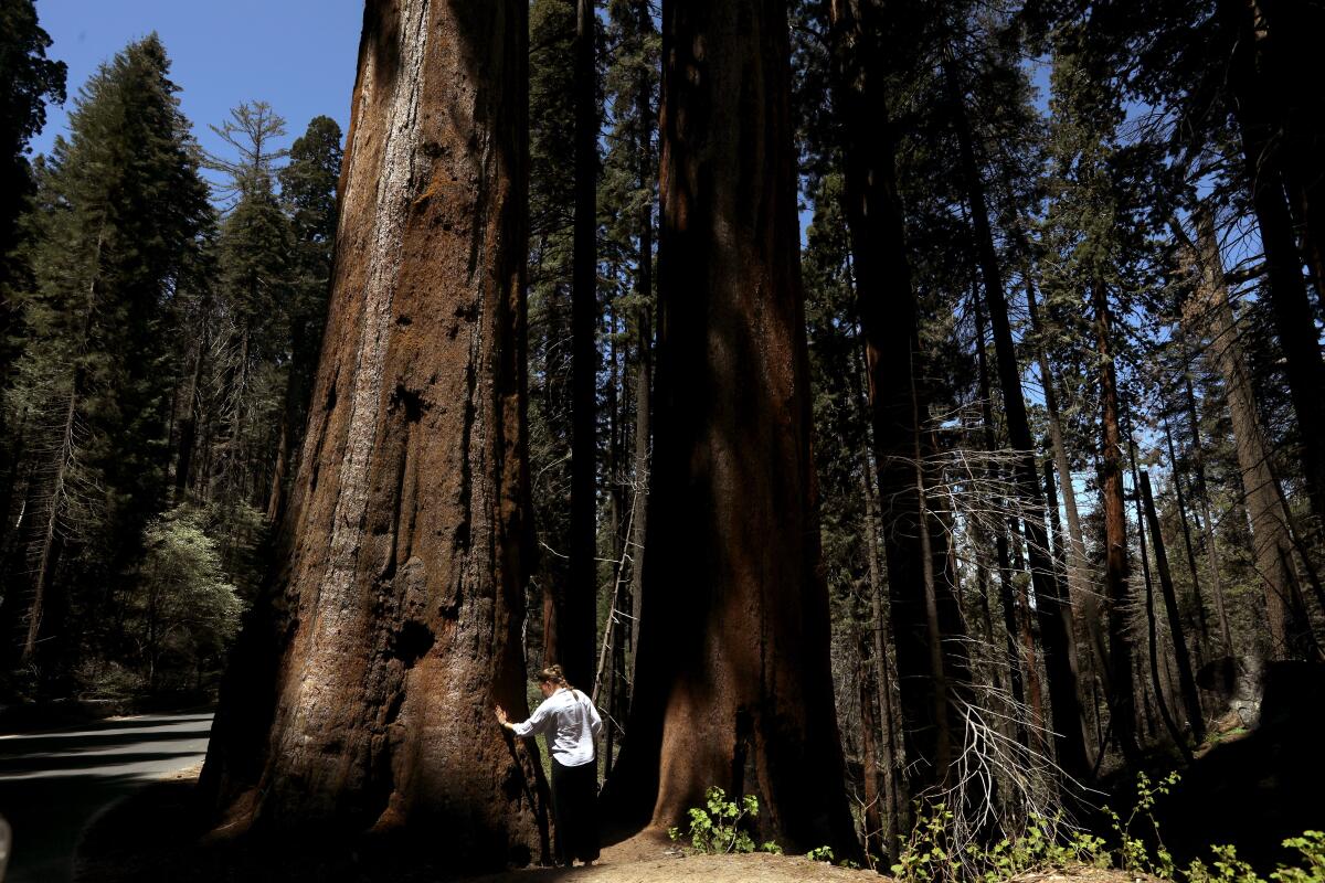 Column: In the land of the giant sequoias, the world's largest tree ...