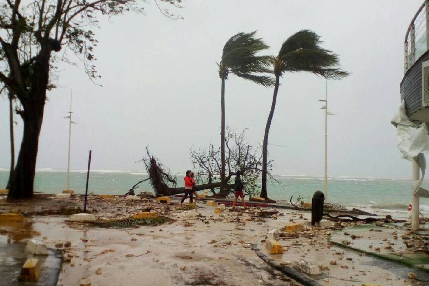 People walk by a fallen tree off the shore of Sainte-Anne on the French Caribbean island of Guadeloupe after the passing of Hurricane Maria.
