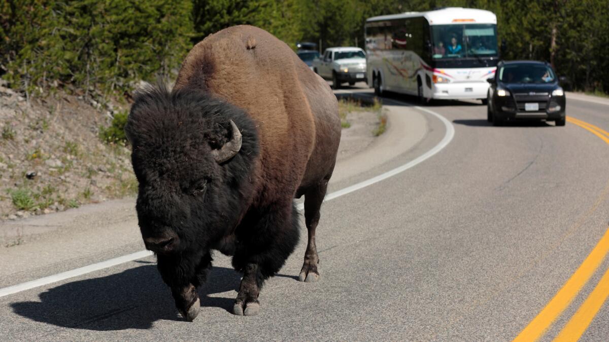 Rush hour in Yellowstone National Park is a little different than in other parts of the country. Here, a bison lumbers down the highway near Madison Junction.