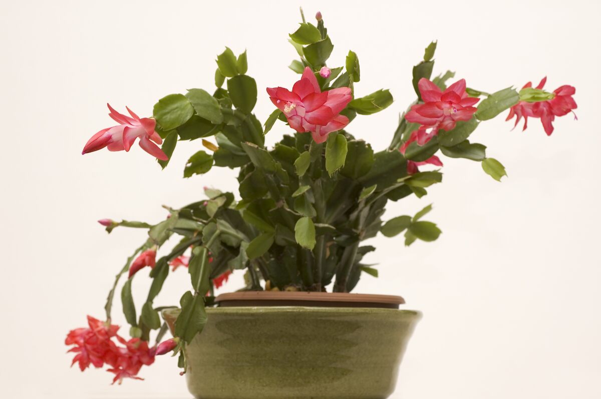 A Christmas cactus is seen in full bloom with pink flowers.