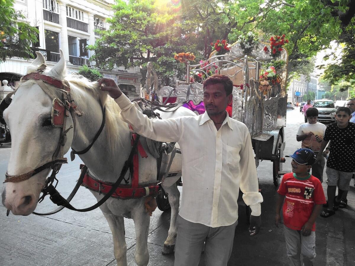 Amol the horse and his driver, Anees Shaikh, have whisked tourists through Mumbai in a carriage, taking them past landmark hotels and crumbling Art Deco facades.