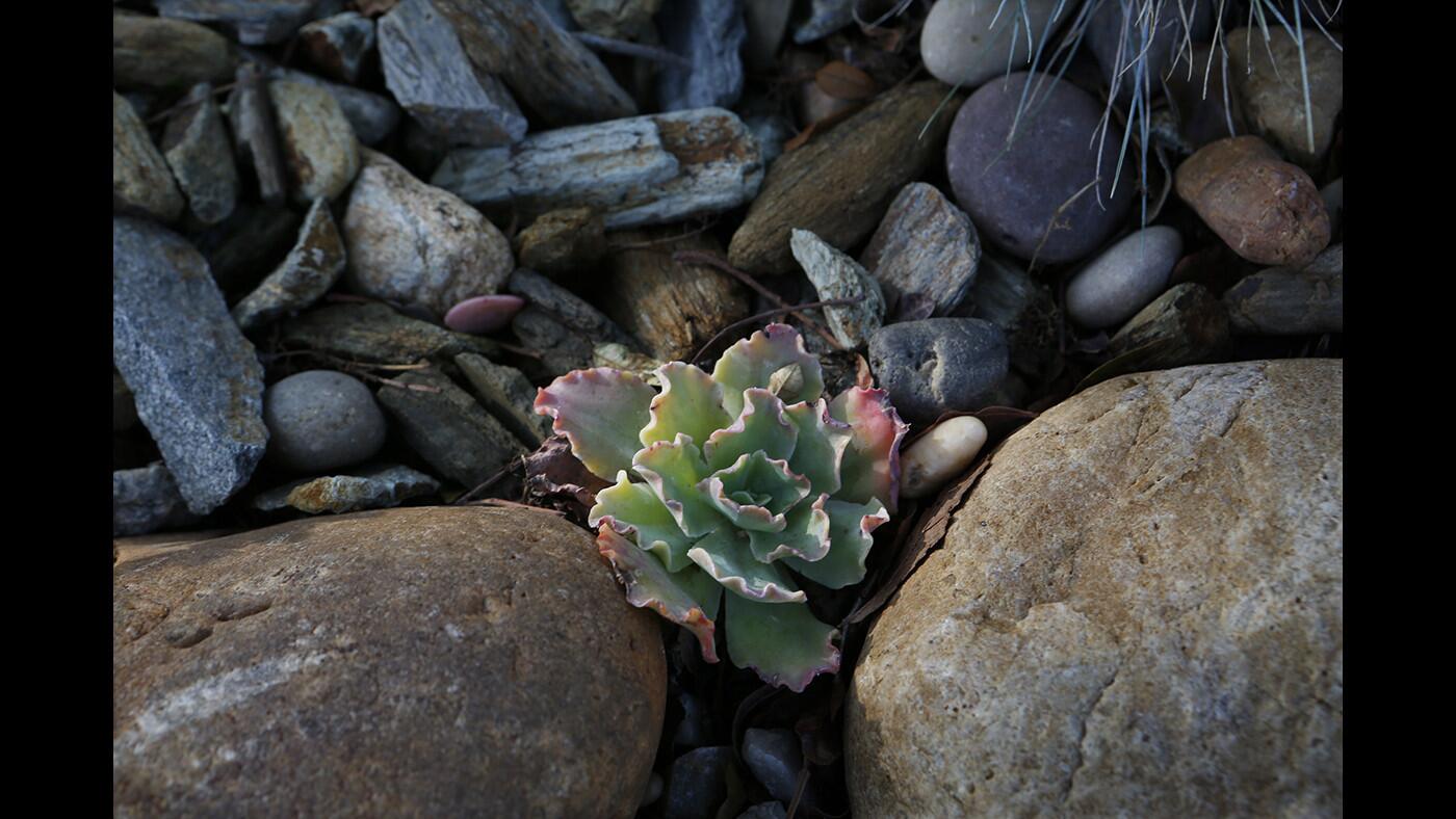 Watering restrictions have led many homeowners to seek alternatives to grass on their parkways, or so-called devil's strips. Here, a mixture of rocks and succulents adds a rustic feel to a parkway.