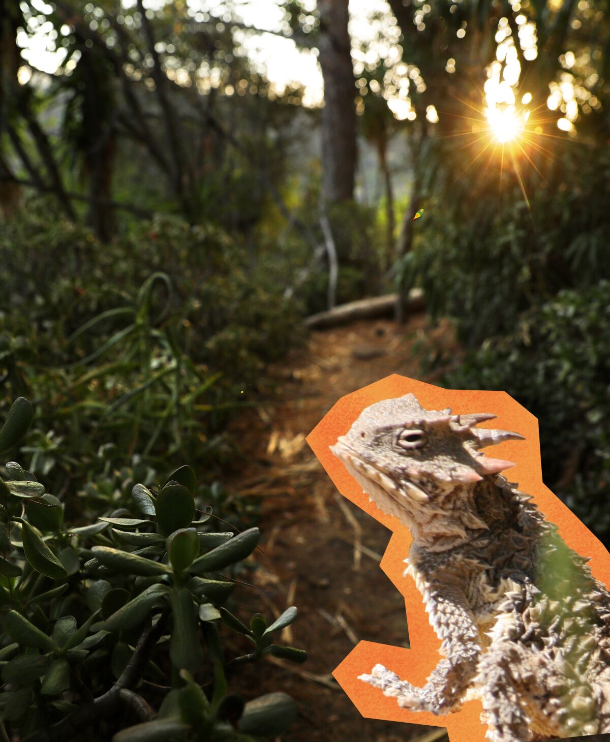 Many crawly creatures, such as the Blainville's horned lizard, call Griffith Park home.