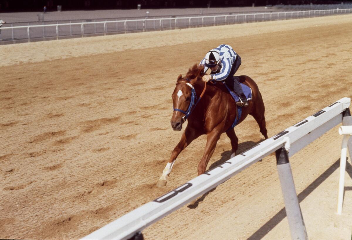Ron Turcotte rides Secretariat on a training run at Belmont Park on June 8, 1973.