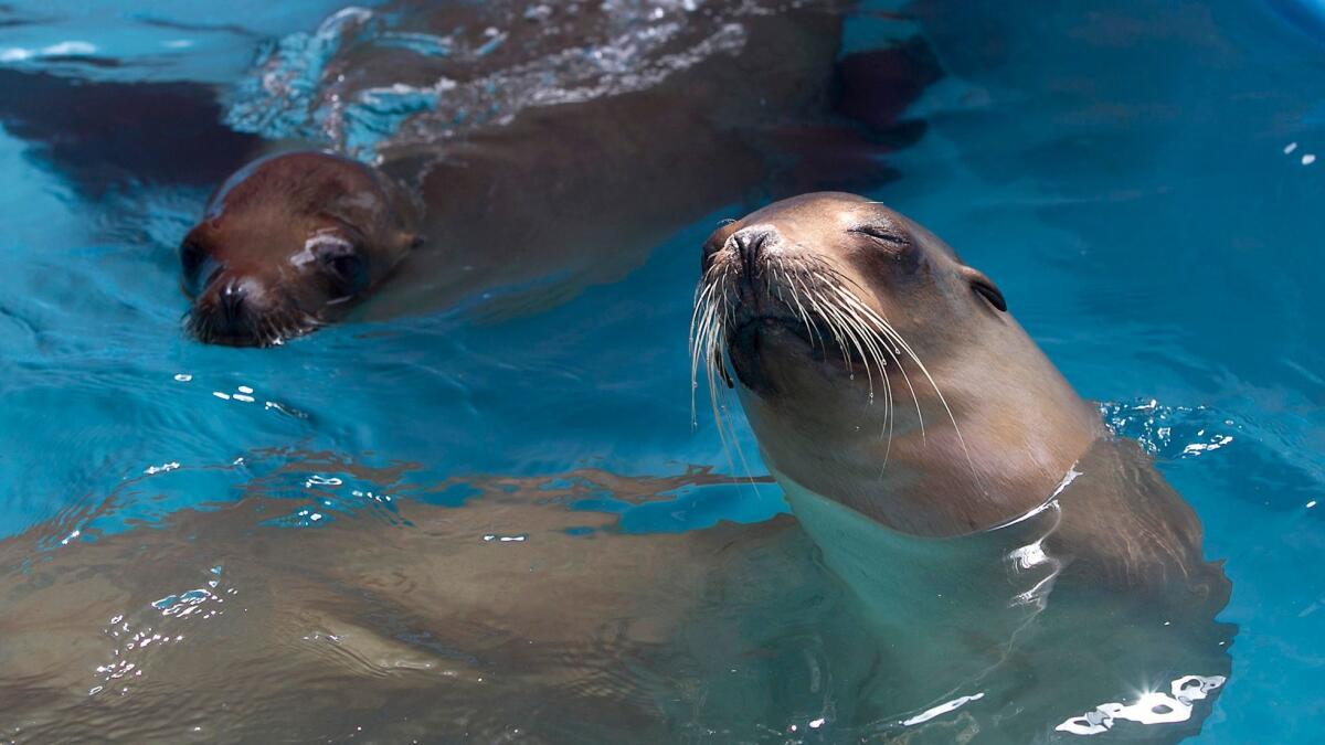 Since April 4, Laguna Beach's Pacific Marine Mammal Center has rescued 40 adult sea lions infected with domoic acid, a naturally-occurring neurotoxin produced by algal blooms.