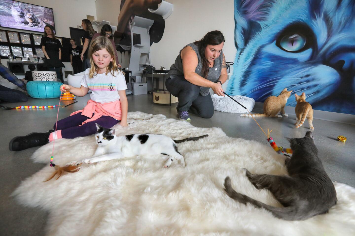 The First Cat Cafe in Orange County Lands in Laguna Beach This Summer -  Eater LA