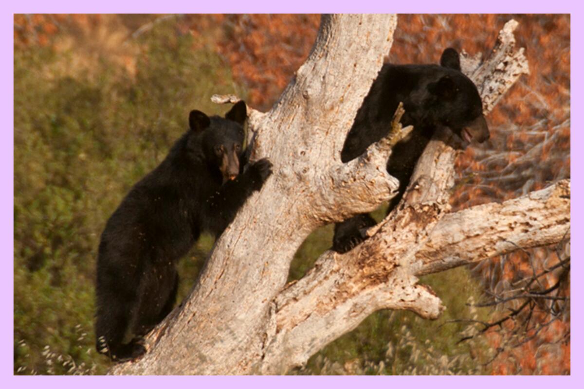 Two black-colored bears stand in what appears to be a dead tree.