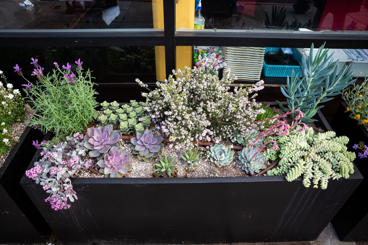 Garnet Block Captain Program leads an effort to fill empty planter boxes and tree wells along Garnet Avenue.