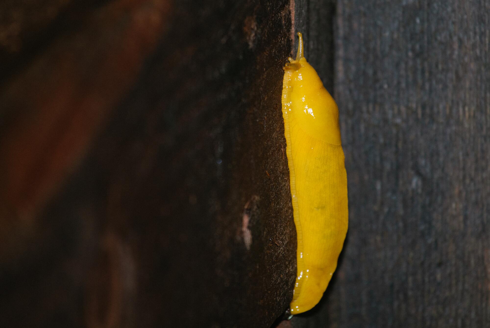 A banana slug clings to a railing.