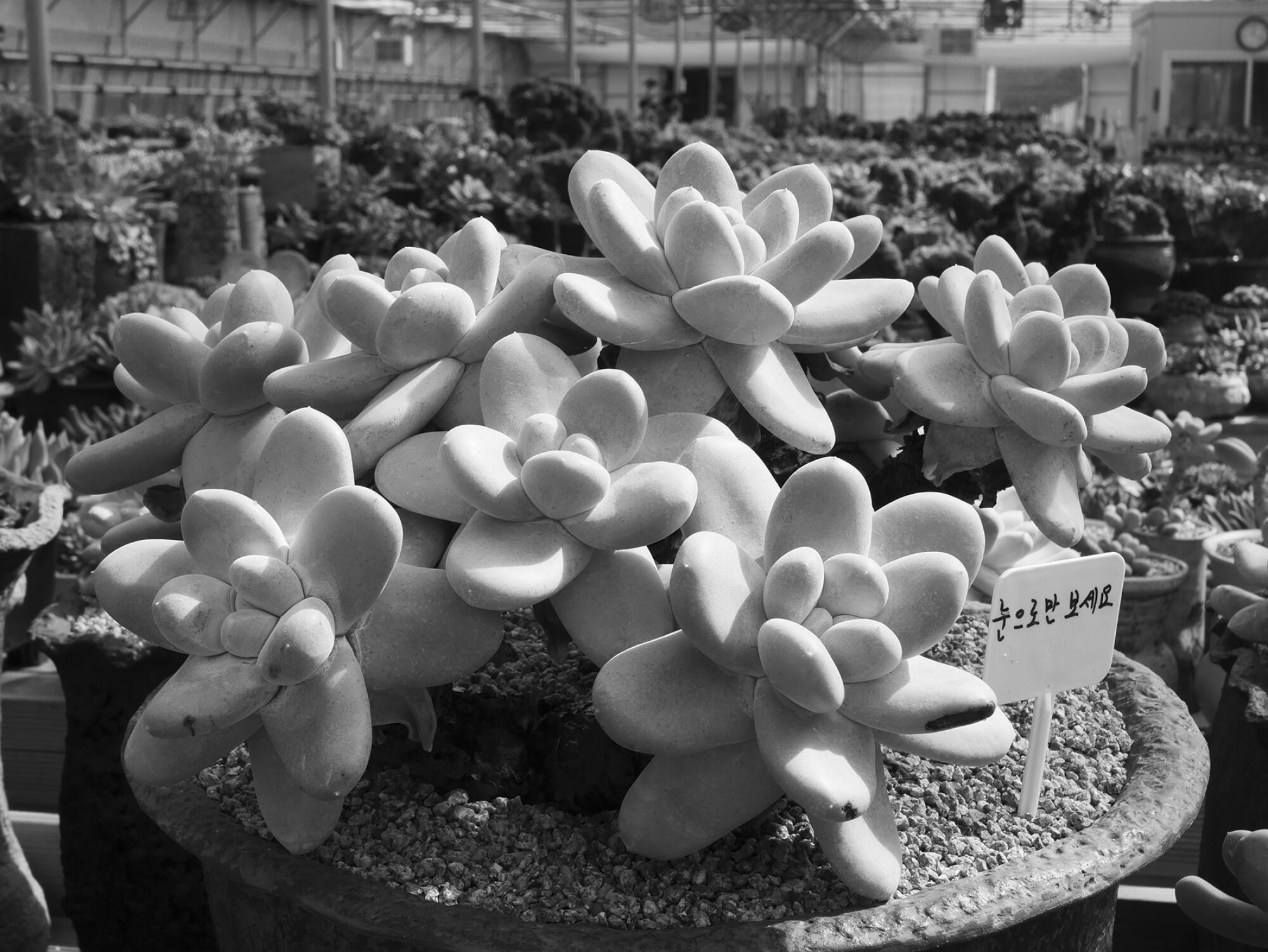 A large, beautiful and rare succulent in a South Korean market.