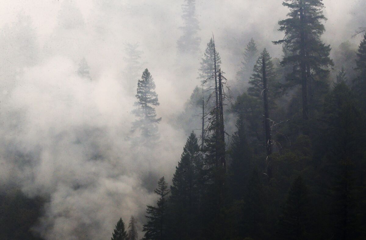Smoke rises from a forest