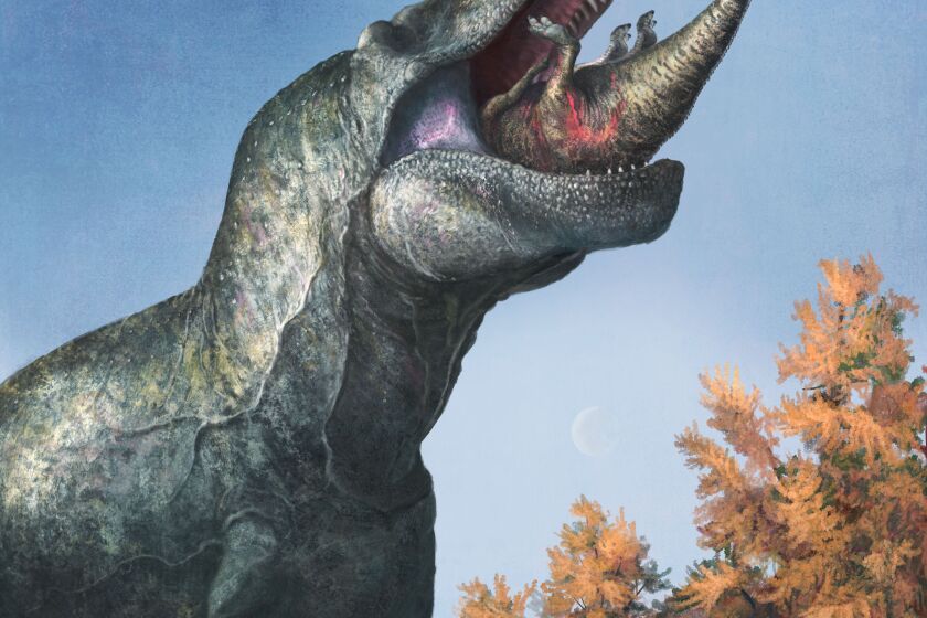 This illustration provided by Mark P. Witton in March 2023 depicts a juvenile Edmontosaurus being eaten by a Tyrannosaurus rex with a lipped mouth. The teeth on T. rex and other big theropods were likely covered by scaly lips, concludes a study published Thursday, March 30, 2023, in the journal Science. The dinosaur's teeth didn't stick out when its mouth was closed, and even in a wide open bite, you might just see the tips, the scientists found. (Mark P. Witton via AP)