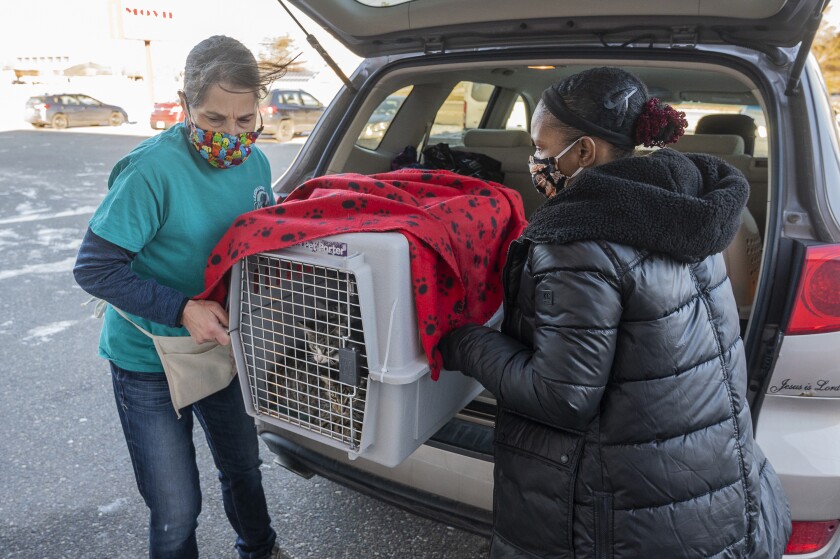 Leech Lake Legacy volunteers Cindy Ojczyk, left, and Engress Clark unload a kennel with some of the kittens that were abandoned in Cass Lake, Minn., Sunday, Nov. 21, 2021. Fifteen kittens were found in a plastic tote left in the local Walmart parking lot and were brought to the Legacy's clinic. For a decade, the nonprofit has been bringing veterinary services and taking away surrendered animals on the Leech Lake Reservation. (AP Photo/Jack Rendulich)