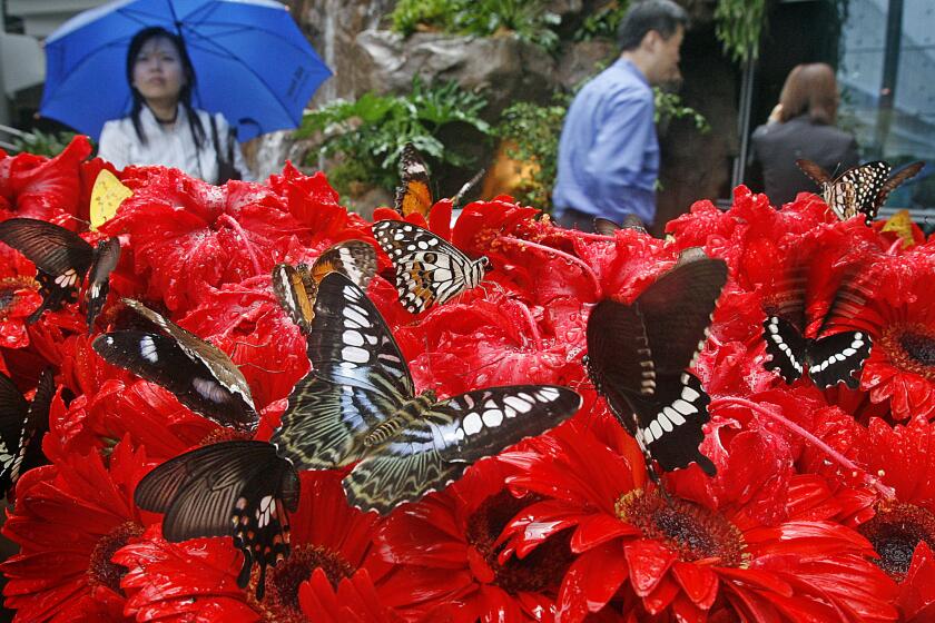 People walk pass a gathering of butterflies at the Butterfly Garden in Terminal 3 of Changi International Airport on Thursday Aug. 28, 2008 in Singapore. The butterfly garden was officially opened to transit passengers in the country's newest terminal Thursday. Singapore's tourism board expressed concern that tourism numbers could fail to meet this year's target of 10.8 million visitors due to the global economic slowdown, rising inflation and high oil prices. (AP Photo/Wong Maye-E)