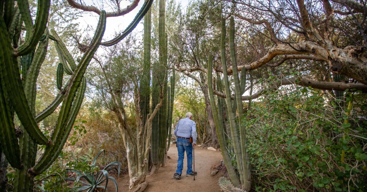 Moorten Botanical Garden is an endearing remnant of old Palm Springs