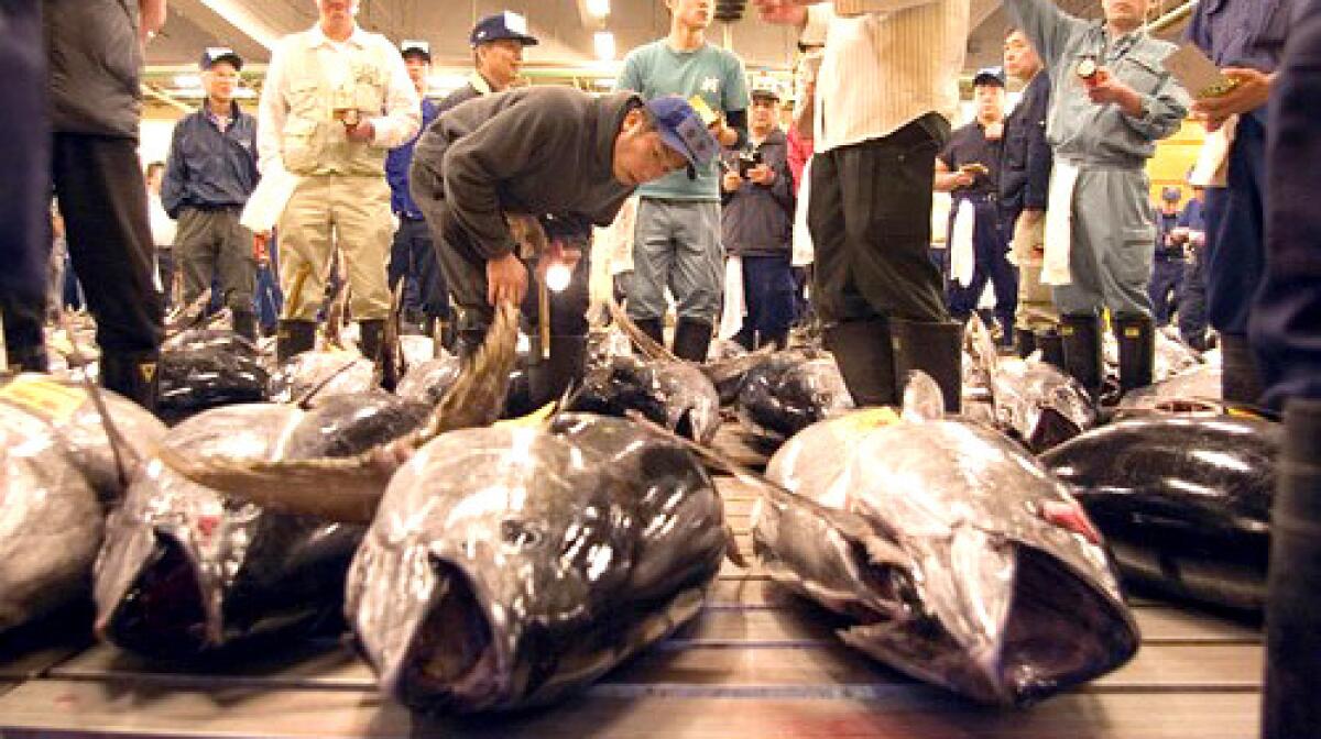 Wholesalers inspect frozen tuna at the early-morning auction at the Tsukiji fish market in Tokyo, where prices are set while much of the world sleeps. The weaker dollar encourages New England fishermen to sell stocks of coveted Atlantic tuna in Japan, where they receive the more valuable yen. Audio slideshow >>>