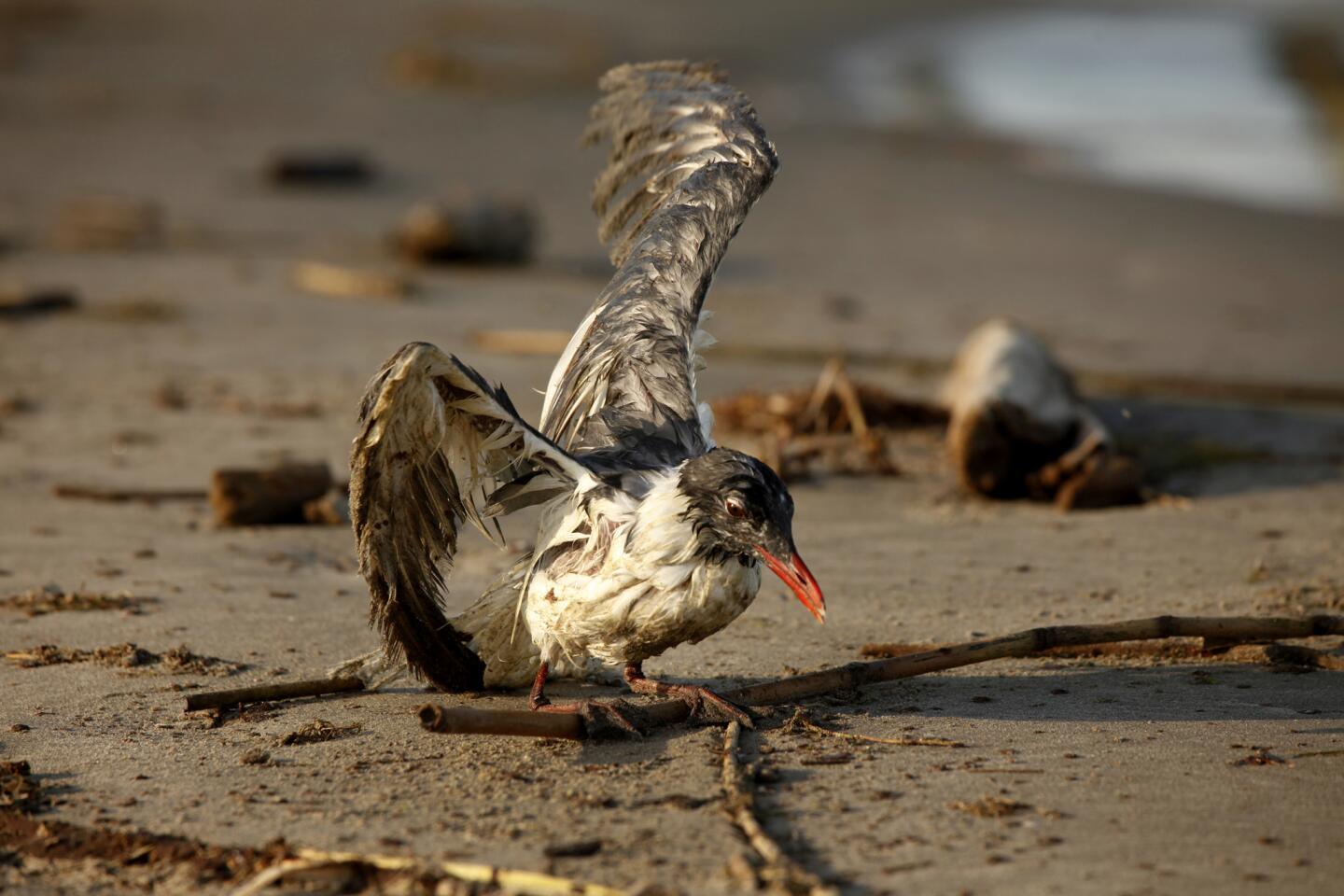 Oil and wildlife