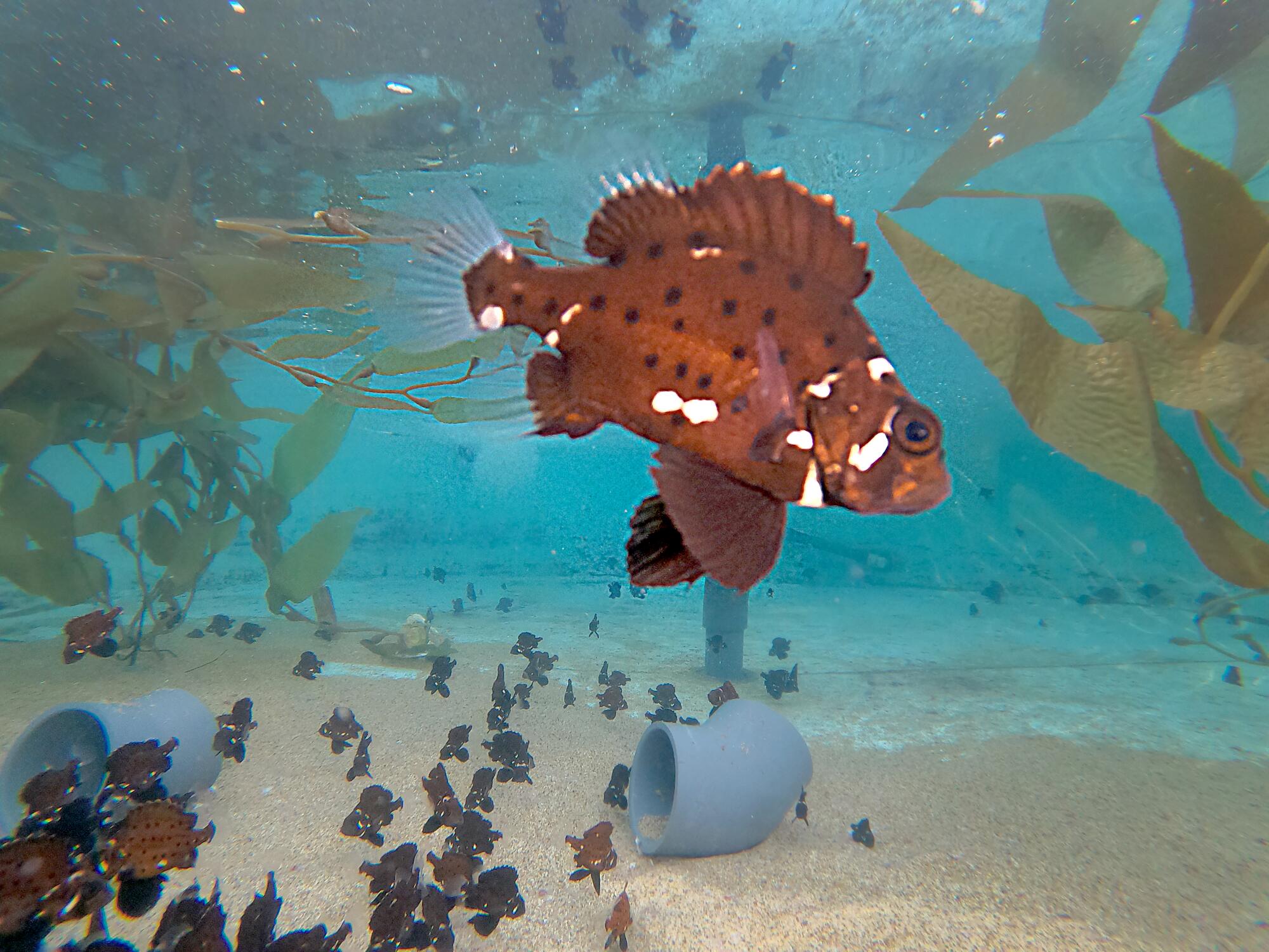 juvenile black sea bass