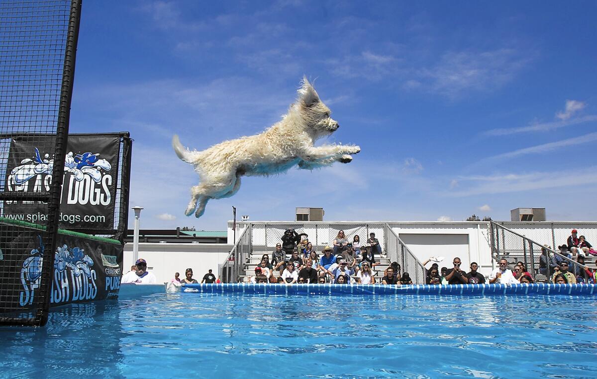 Kona Kai, a labradoodle, dives into the Splash Dogs competition during the 2015 America's Family Pet Expo in Costa Mesa. This year's expo runs Friday through Sunday at the OC Fair & Event Center.