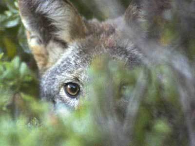 A coyote peers from among the brush while foraging at the water's edge.