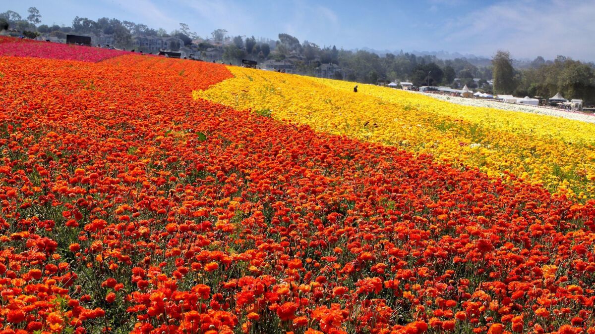 The Flower Fields at Carlsbad Ranch is back with 50 acres of endless color. (Marcie Gonzalez)