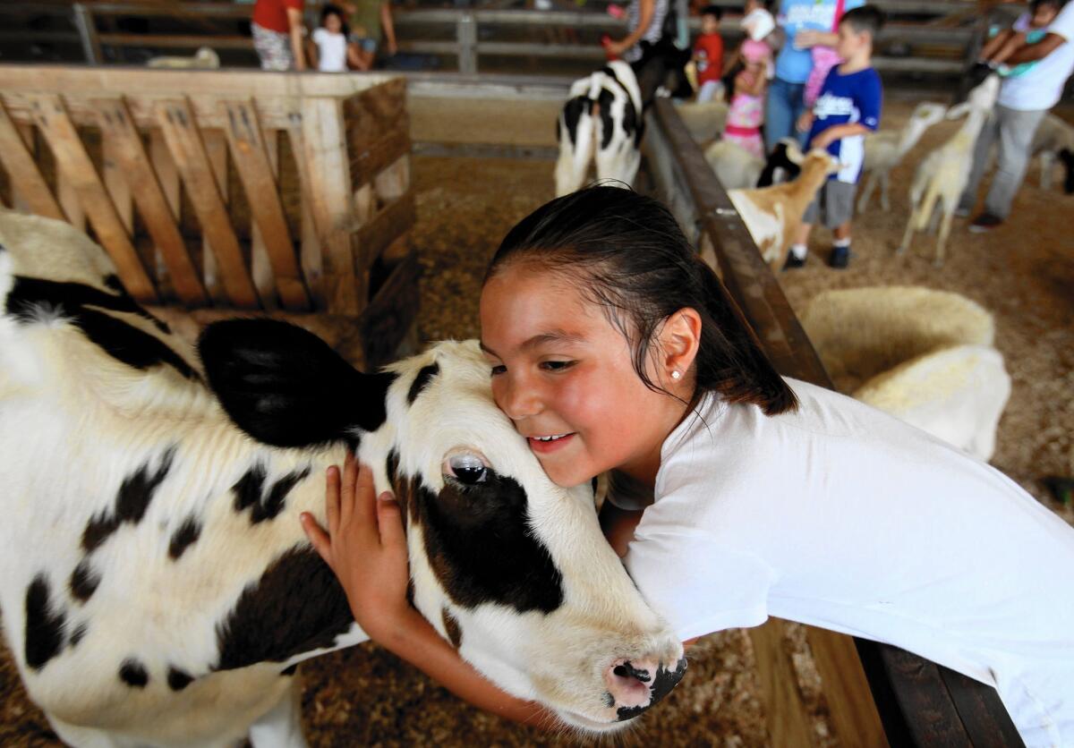 Izabella Galan with a calf at the 2013 Los Angeles County Fair in Pomona. Critics say the fair has gotten away from its agrarian roots.