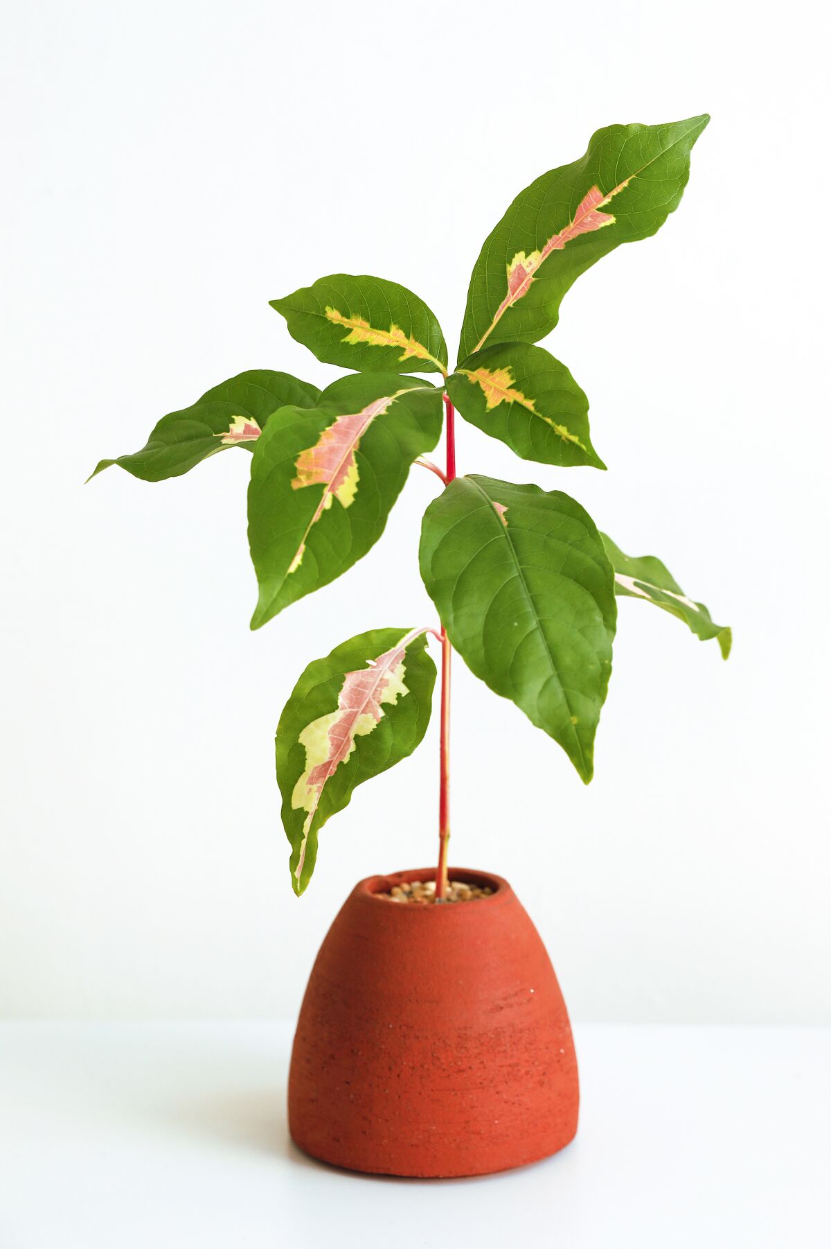 A plant grows from a brick red stoneware container. 
