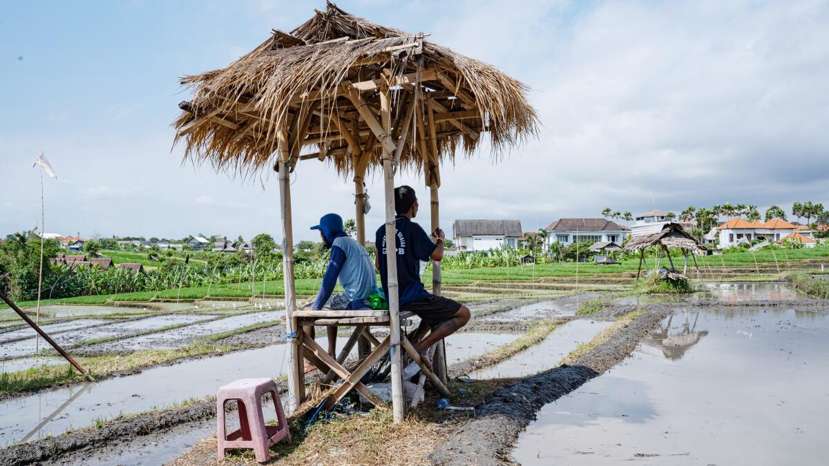 Child sex trafficking endures in Bali despite tourism drop - Los Angeles  Times