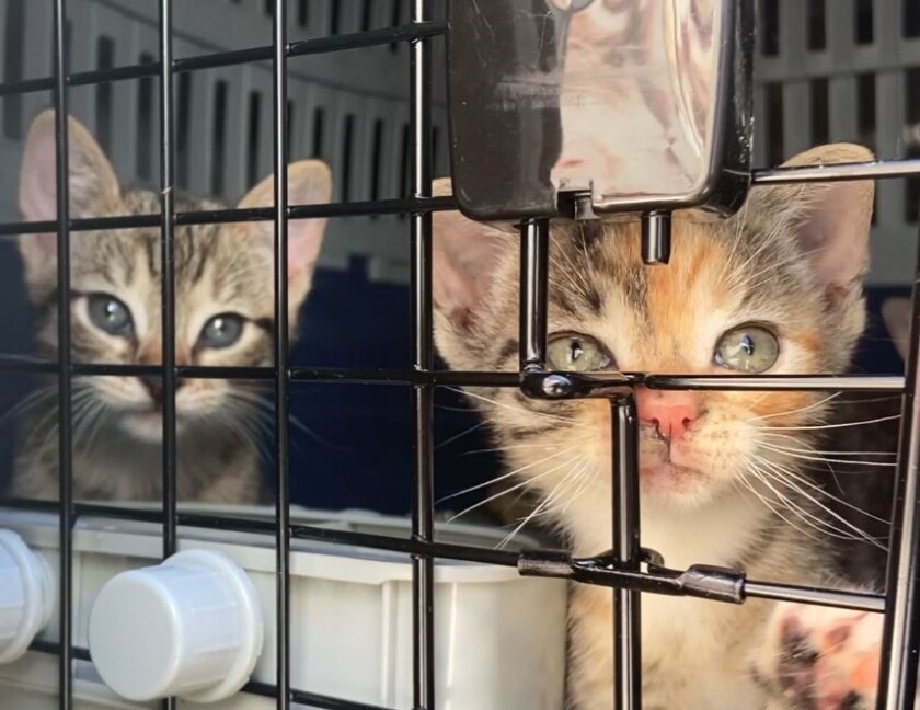 Cats rescued from areas in the Southeast affected by Hurricane Ida landed at Gillespie Field airport last weekend.