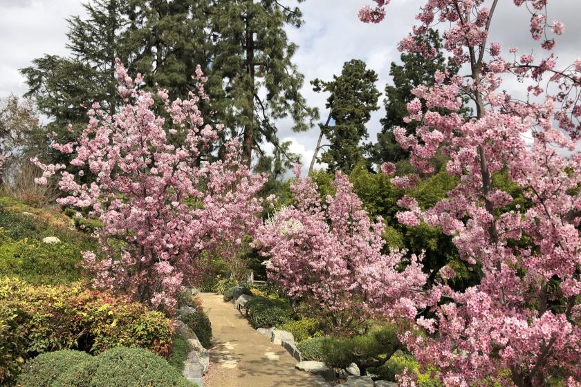 Cherry trees blossomed last week at the Huntington Gardens in San Marino.