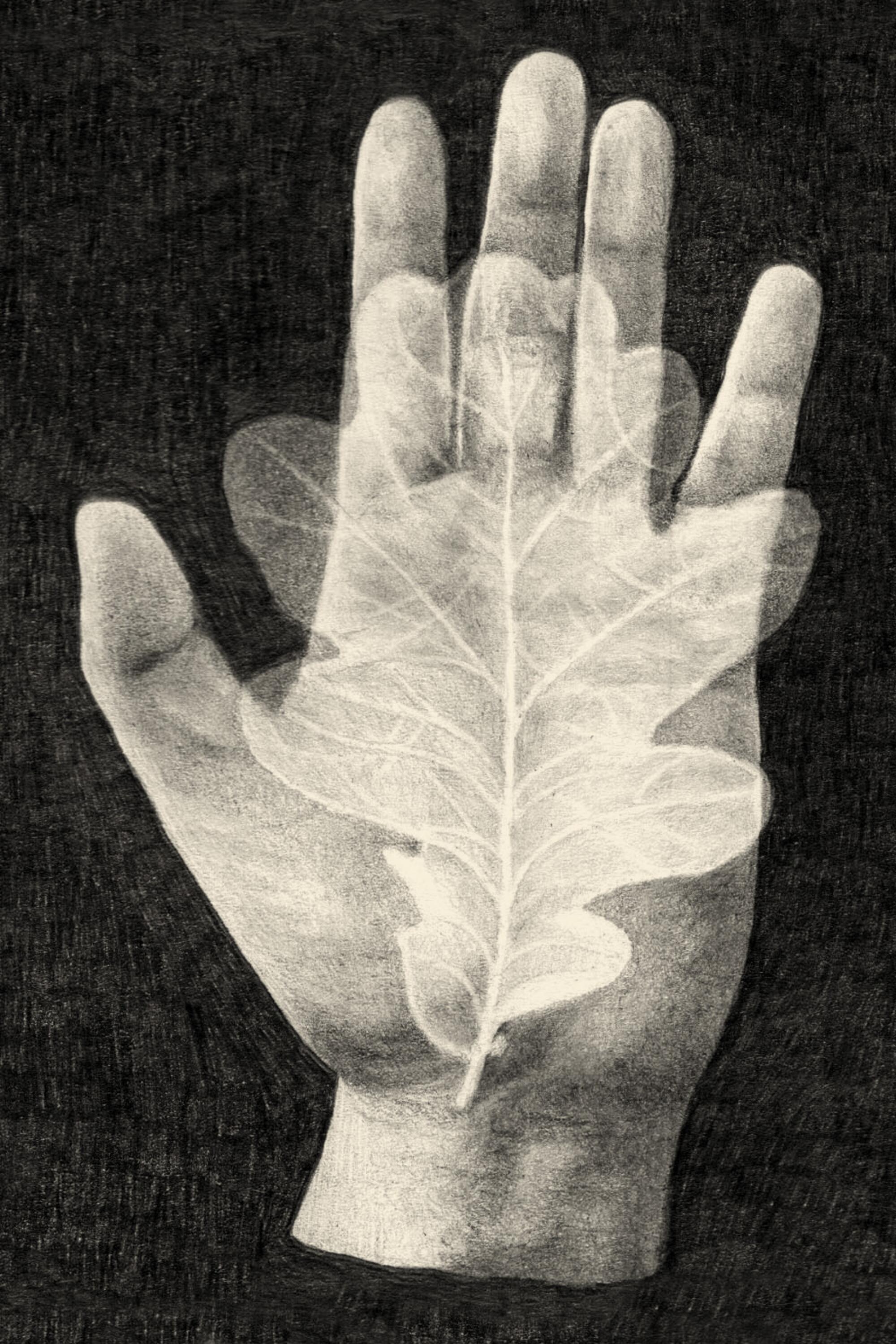 Graphite drawing of an open palm holding a leaf. The veins of the leaf are layered with the veins of the hand.