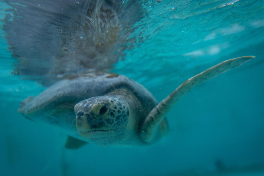 Turtle Thursday Three-flippered sea turtle returns to San Gabriel River after long ...