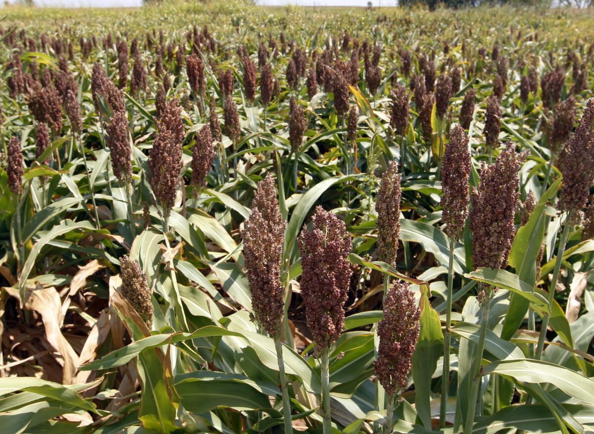 A sorghum field in Waukomis, Okla. The Federal Reserve Banks of Kansas City and Chicago reported that farm finances slid in the summer and fall.