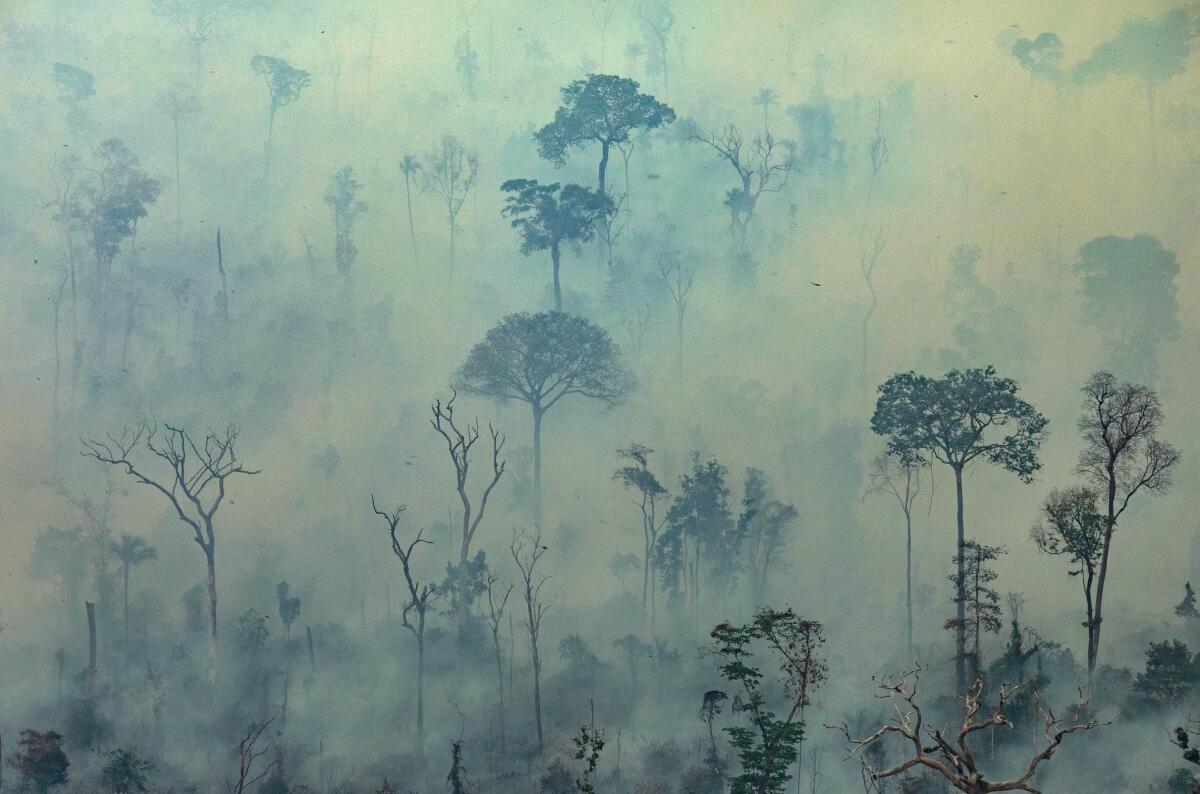 Trees obscured by smoke in the Amazon rainforest in northern Brazil