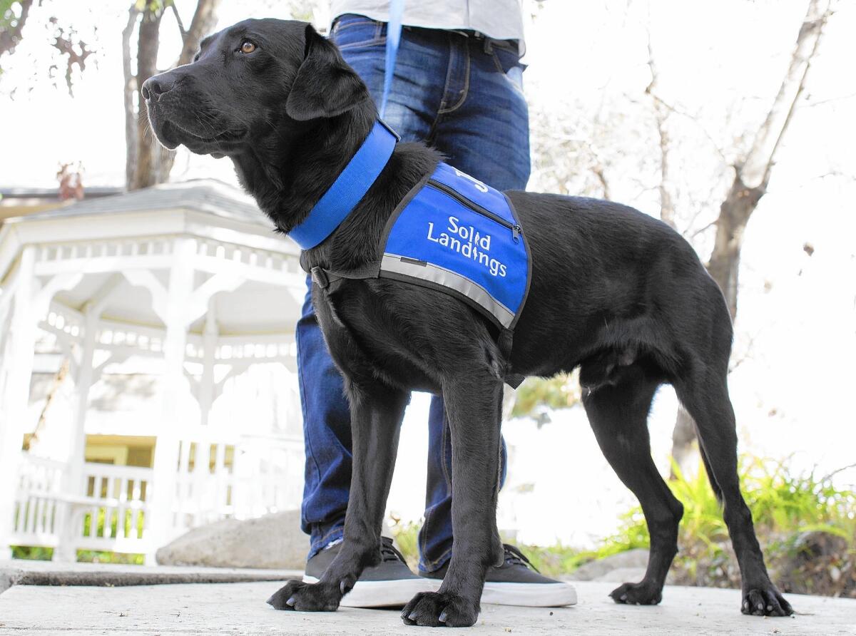 Solid Landings Behavioral Health has been using Jack, a drug-sniffing black Labrador, at its sober-living homes for just over a week. The Ireland native is a graduate of the Falco K9 Academy in Yorba Linda.
