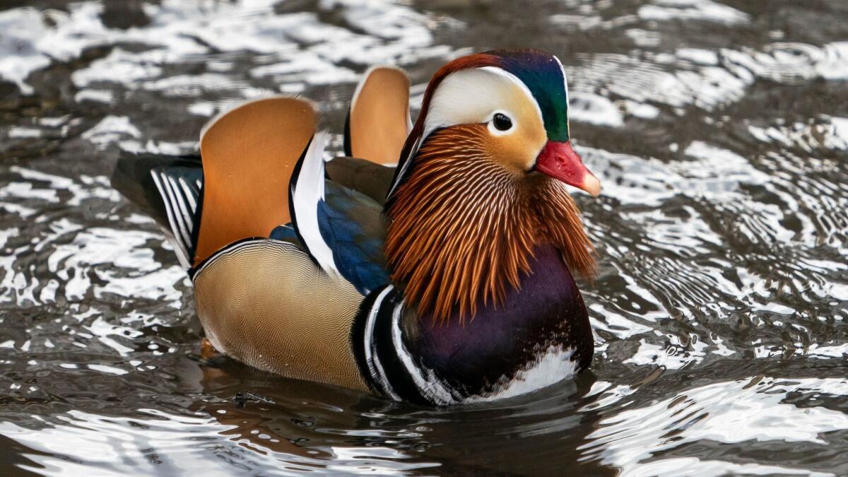 The now famous Mandarin duck, nicknamed Mandarin Patinkin, at New York's Central Park.