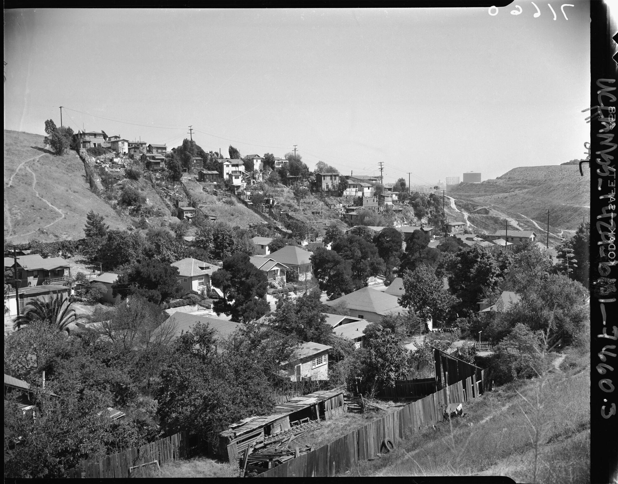 A hillside in Chavez Ravine on Aug. 20, 1951.