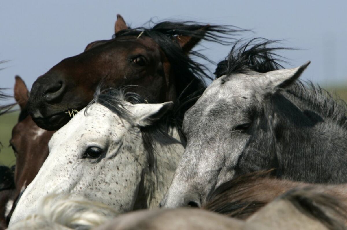 Wild horses at a sanctuary in South Dakota, photographed in 2007.