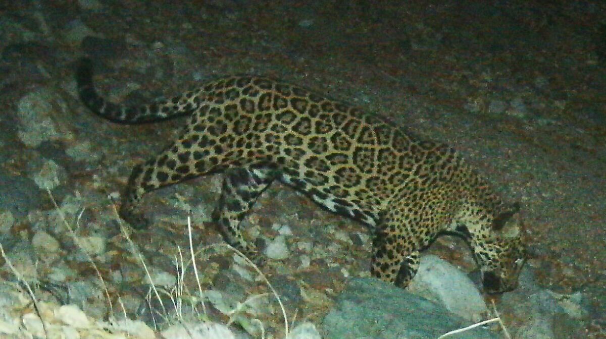 Este felino es conocido como "El Jefe", es uno de los jaguares más antiguos registrados a lo largo de la frontera 
