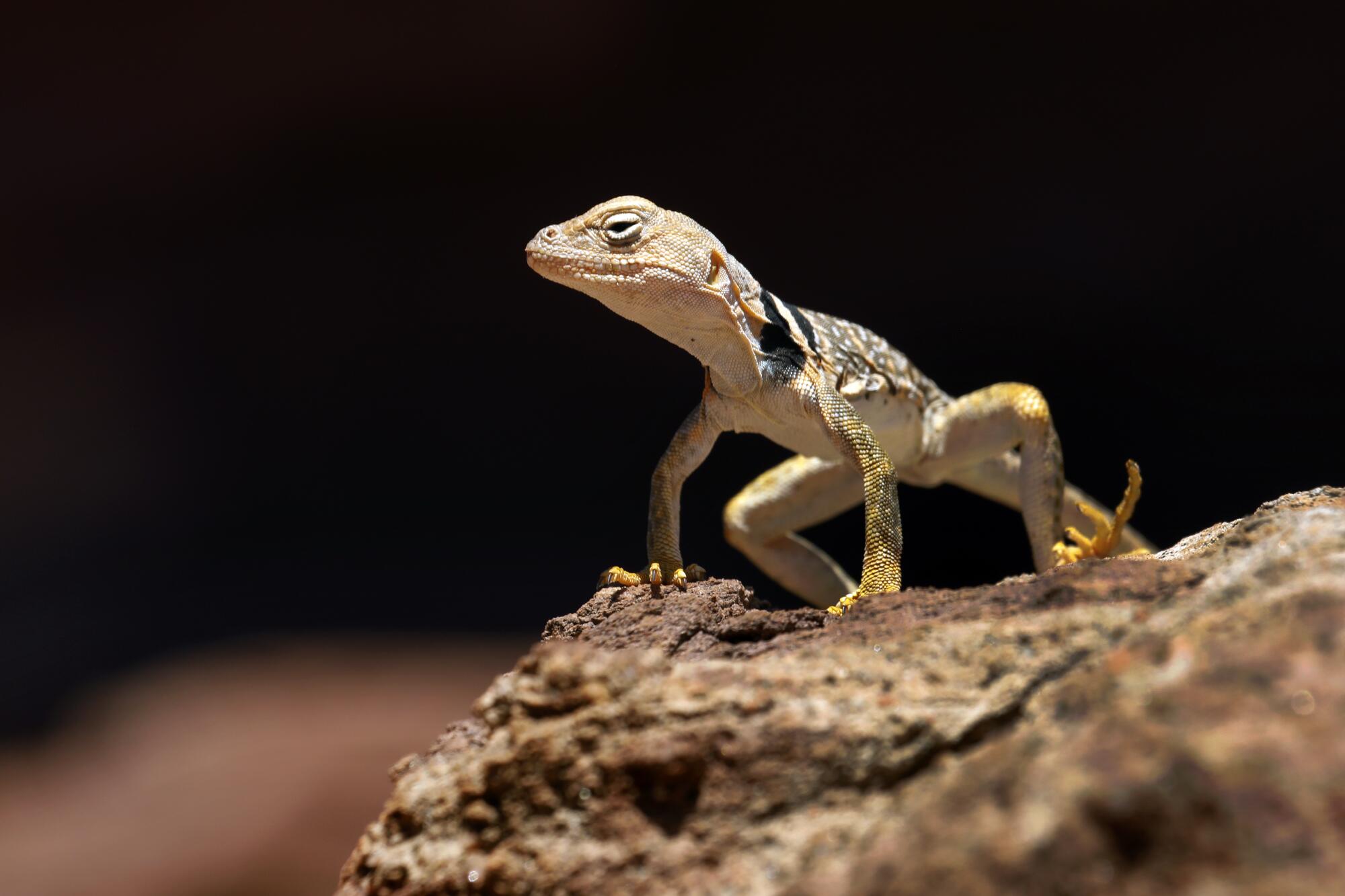 A lizard perches on a rock